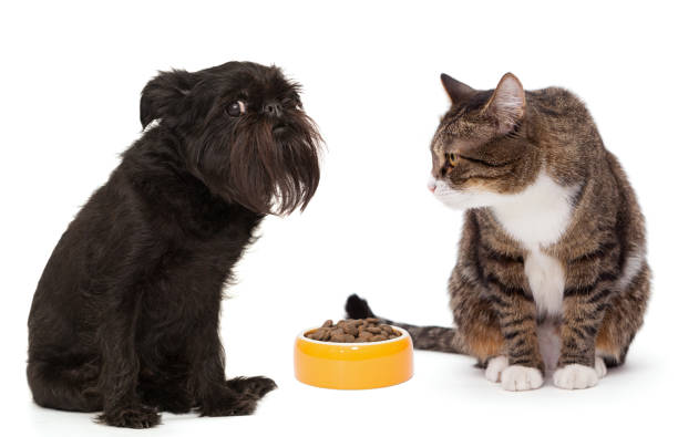 Cat and a Belgian griffon dog sit next to a bowl of food Grey cat and a Belgian griffon dog sit next to a bowl of food, isolated on a white background dog cat food stock pictures, royalty-free photos & images