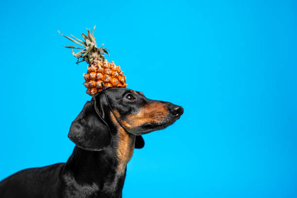 Portrait of dachshund with pineapple-shaped cap on head, copy space. Portrait of adorable dachshund dog with pineapple-shaped cap on its head, copy space, side view. Lovely puppy in a funny carnival costume on a blue background. dog pineapple stock pictures, royalty-free photos & images