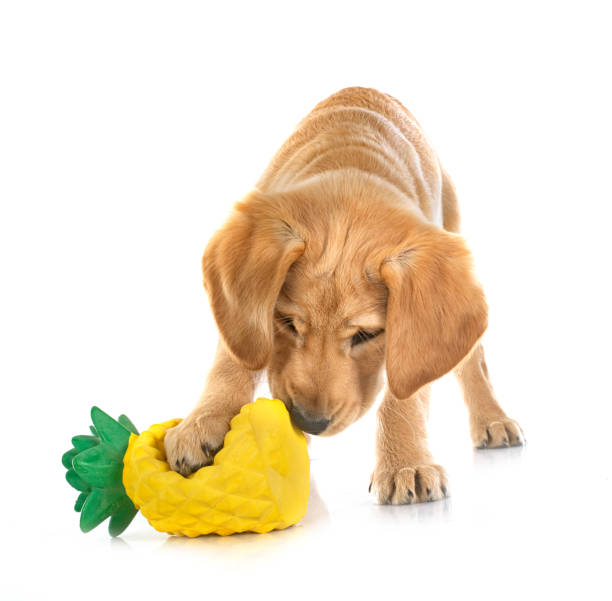 puppy labrador retriever puppy labrador retriever in front of white background dog pineapple stock pictures, royalty-free photos & images