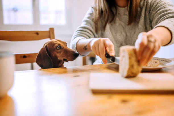 Having Breakfast With Her Dachshund Dog Woman Having Breakfast With Her Dachshund Dog dog bread stock pictures, royalty-free photos & images