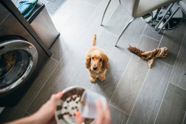 Treat Time for Cute Pup A personal perspective shot of an unrecognisable woman feeding her cocker spaniel, her dog is jumping with excitement. dog food stock pictures, royalty-free photos & images
