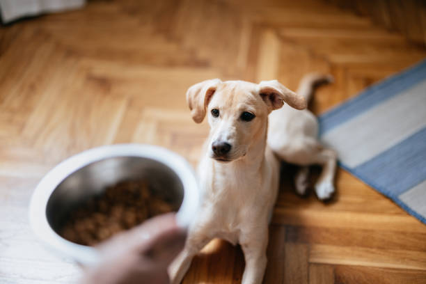 Close Up Photo Of Woman Hands Holding Bowl Of Granules For Her Dog High angle view of an anonymous woman feeding puppy with a bowl with pet food at home. dog food stock pictures, royalty-free photos & images