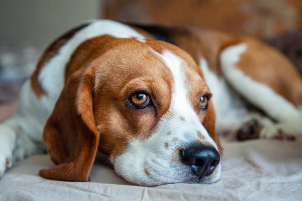 Close-up portrait of a Beagle laying on a bed Close-up portrait of a Beagle laying on a bed dog not eating stock pictures, royalty-free photos & images