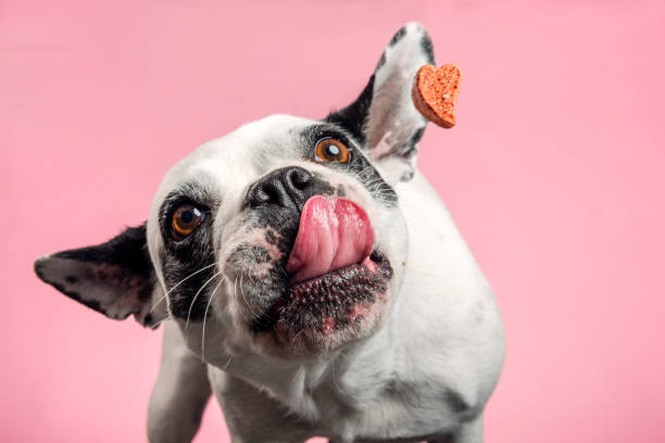 Dog catching a biscuit. French bulldog trying to catch a dog biscuit thrown to her by her owner. Close-up portrait, photographed against a pale pink background, horizontal format with some copy space. dog eating stock pictures, royalty-free photos & images