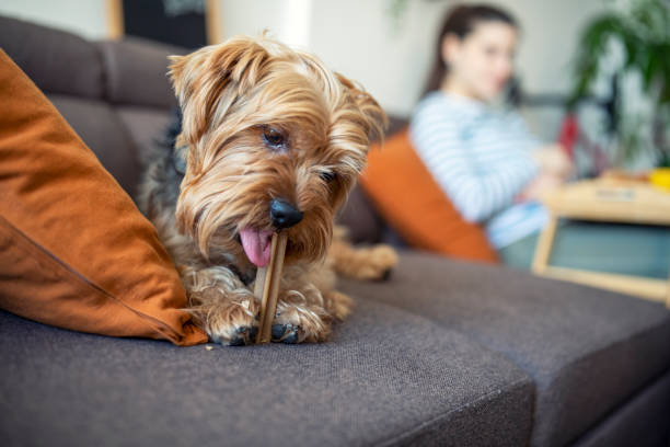 Cute Terrier Dog Eating Treat On The Sofa Cute little terrier dog on the sofa eating a treat dog eating stock pictures, royalty-free photos & images