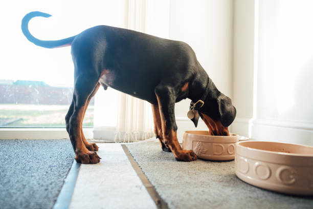 Puppy Feeding Time Doberman puppy eating lunch from a dog bowl at his home in the North East of England while playing in a garden. dog eating stock pictures, royalty-free photos & images