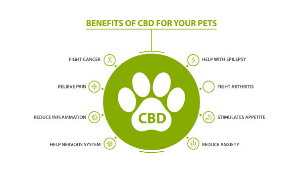 Information poster of Cannabidiol Benefits for your pets with infographic Information poster of Cannabidiol Benefits for your pets with infographic dog cbd stock illustrations