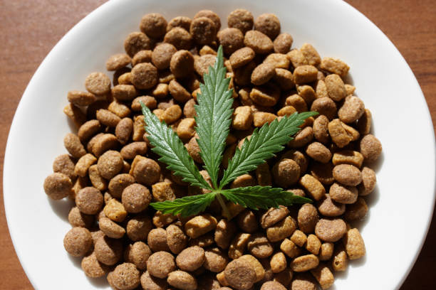 Treats for dogs and cats in white dishes with a green leaf of hemp close up - CBD and medical marijuana for pets. Recreational Marijuana and Hemp Treats for dogs and cats in white dishes with a green leaf of hemp close up - CBD and medical marijuana for pets. Recreational Marijuana and Hemp dog cbd stock pictures, royalty-free photos & images