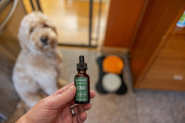 Cannabis CBD for Goldendoodle Administering Cannabis CBD, cannabidiol oil directly to a Goldendoodle dog at home. dog cbd stock pictures, royalty-free photos & images