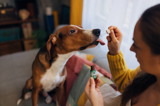 A dog owner gives her pet cannabis oil using a pipette A tricolor, tame dog sits calmly on the sofa and takes drops of cannabis oil given to it by its owner dog cbd stock pictures, royalty-free photos & images