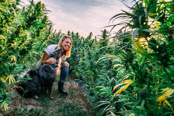 Female Embraces Happy Dog In a Field of Herbal Cannabis Plants at a CBD Oil Hemp Marijuana Farm in Colorado Herbal Cannabis Plants at a CBD Oil Hemp Marijuana Farm in Colorado dog cbd stock pictures, royalty-free photos & images