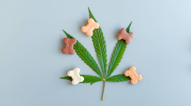 Pet food containing CBD cannabis, blue background, copy space for text. CBD and medical marijuana concept for pets Pet food containing CBD cannabis, blue background, copy space for text. CBD and medical marijuana concept for pets dog cbd stock pictures, royalty-free photos & images