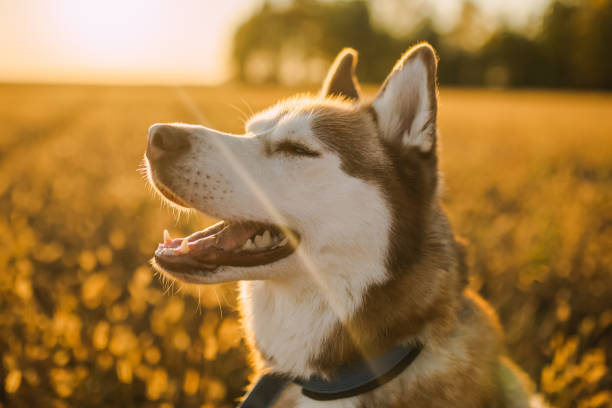 Husky with white and red wool enjoying the walk. Dog in collar on autumn meadow. Leisure at nature. Portrait Husky with white and red wool enjoying the walk. Dog in collar on autumn meadow. Leisure at nature. Portrait dog sun stock pictures, royalty-free photos & images