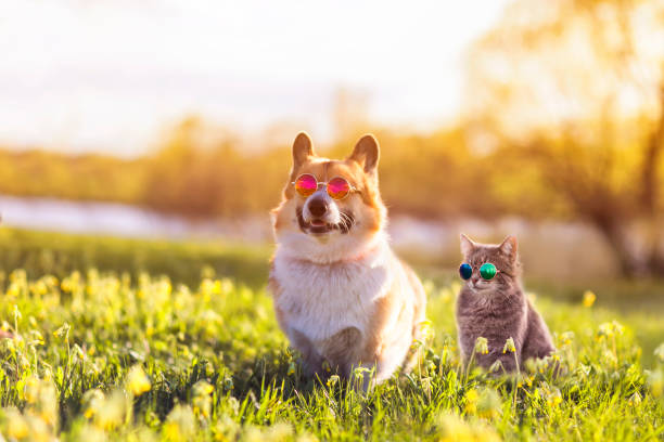 couple corgi dog and striped cat sit on a summer sunny meadow in sunglasses glasses fashionable couple corgi dog and striped cat sit on a summer sunny meadow in sunglasses glasses dog sun stock pictures, royalty-free photos & images