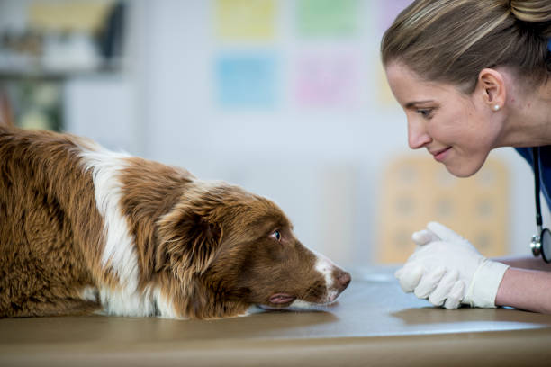 Vet With Dog A Caucasian female veterinarian is indoors at a pet clinic. She is wearing medical clothing. She is about to examine a big dog lying on the table. She is looking at its face close-up. dog immunity stock pictures, royalty-free photos & images