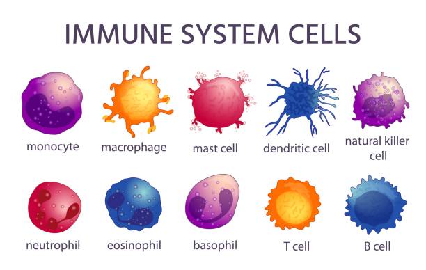 Immune system cell types. Cartoon macrophage, dendritic, monocyte, mast, b and t cells. Adaptive and innate immunity, lymphocyte vector set Immune system cell types. Cartoon macrophage, dendritic, monocyte, mast, b and t cells. Adaptive and innate immunity, lymphocyte vector set. Illustration immune microbiology, virus immunology defense immune system stock illustrations