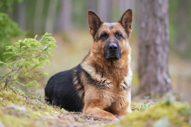 Serious black and tan German Shepherd dog posing outdoors in a forest lying down on a ground in spring Serious black and tan German Shepherd dog posing outdoors in a forest lying down on a ground in spring german shepherd dog stock pictures, royalty-free photos & images