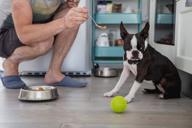 Man feeding his dog Man feeding his dog in kitchen dog not hungry stock pictures, royalty-free photos & images