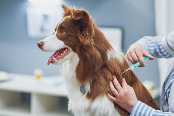 Brown Border Collie dog during visit in vet Brown Border Collie dog during visit in vet. High quality photo dog vaccine stock pictures, royalty-free photos & images