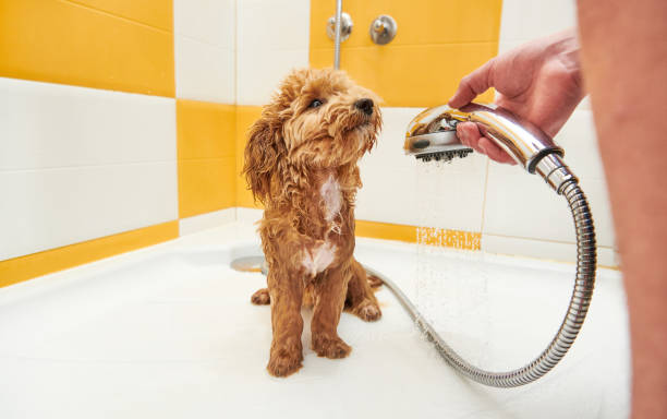 Maltipoo Dog in a Shower Being Groomed by a Young Adult Young Adult Pampering a Cute but Dirty Young Calm and Proud Maltipoo in a Colorful Shower at Home dog teeth brush stock pictures, royalty-free photos & images