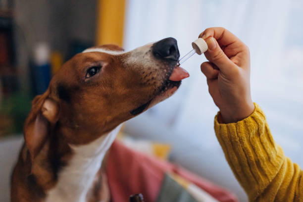 Close-up of a hound dog sitting calmly next to its owner, who is giving it cannabis oil using a pipette An unrecognizable woman gives her dog drops of cannabis oil, which relieve pain and relieve stress dog supplement stock pictures, royalty-free photos & images