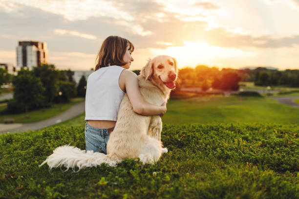 Portrait of teenage girl petting golden retriever outside in sunset view from back A Portrait of teenage girl petting golden retriever outside in sunset view from back dog  stock pictures, royalty-free photos & images