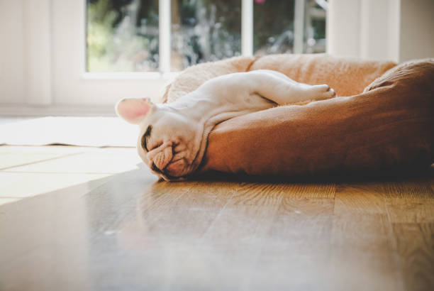 8 weeks old French Bulldog puppy sleeping on dog bed Puppy napping on dog bed dog sleep stock pictures, royalty-free photos & images