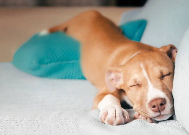 Cute puppy sleeping in funny position in sofa. Front view of very relaxed puppy dog sleeping stretched out with the behind higher up on a pillow.12 weeks old, female Boxer mix breed. Selective focus. dog sleep stock pictures, royalty-free photos & images