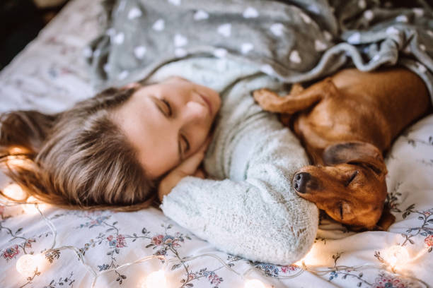 Enjoying Christmas Morning With Her Beautiful Dachshund in Bed Woman Enjoying Christmas Morning With Her Beautiful Dachshund in Bed dog sleep stock pictures, royalty-free photos & images