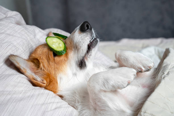 Cute red and white corgi lays on the bed with eye maks from real cucumber chips. Head on the pillow, covered by blanket, paw up. Cute red and white corgi lays on the bed with eye maks from real cucumber chips. Head on the pillow, covered by blanket, paw up. dog sleep stock pictures, royalty-free photos & images