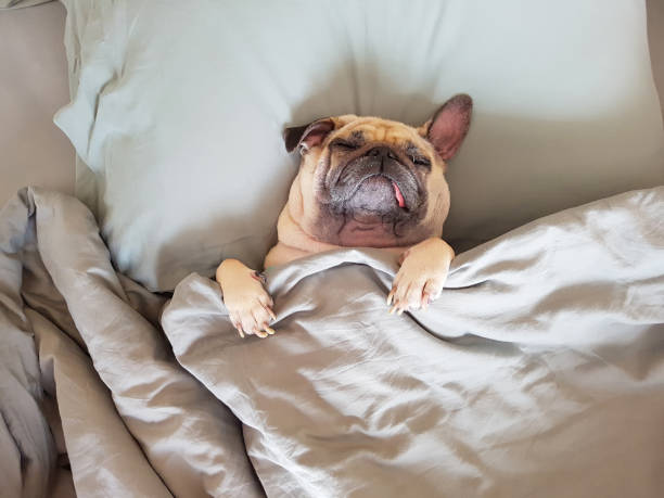 Cute pug dog sleep on pillow in bed and wrap with the blanket feel happy in relax time Cute pug dog sleep on pillow in bed and wrap with blanket feel happy in relax time dog sleep stock pictures, royalty-free photos & images
