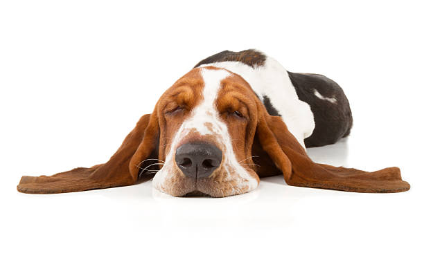 Basset Hound Basset Hound isolated on white background dog sleep stock pictures, royalty-free photos & images