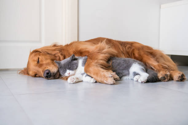 Golden Hound and British short-haired cat Golden Hound and British short-haired cat dog sleep stock pictures, royalty-free photos & images