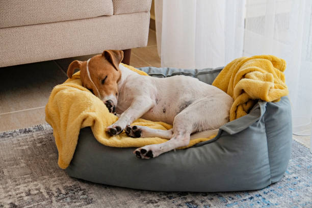 Beautiful purebred jack russell terrier. Cute sleepy Jack Russel terrier puppy with big ears resting on a dog bed with yellow blanket. Small adorable doggy with funny fur stains lying in lounger. Close up, copy space, background, top view. dog sleep stock pictures, royalty-free photos & images