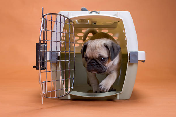 Pug dog in a travel crate a pug puppy leaving his crate dog crate stock pictures, royalty-free photos & images