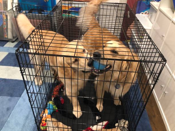 Golden Retriever Playful Golden Retrievers brothers playing with a ball in a crate. dog crate stock pictures, royalty-free photos & images
