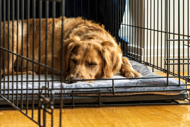 Female Golden Retriever Sleeps on Her Stomach  in Open Crate on Gray Blanket A three year-old female golden retriever retreats to her crate near the window for a rest from family activity. dog crate stock pictures, royalty-free photos & images