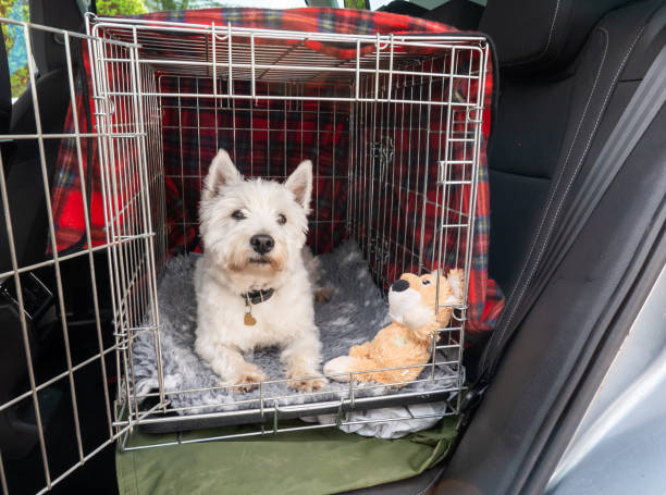 Cute dog waiting to set off for a car journey A West Highland White Terrier, family pet lying down in her open crate, preparing for travel in a car. She is happily waiting to set off, not wanting to miss out on an outing. Her pet collar has a heart shaped tag on it. The much loved dog is lying down on a grey and white fleece blanket, with one of her favourite toys beside her. The wire crate provides her with a safe space during the journey. It is covered with a red tartan blanket, so she feels secure and cosy. dog crate stock pictures, royalty-free photos & images