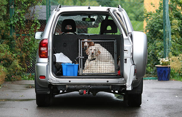 Dogs in a car - Ready To Go ! English Setters dogs in a crate inside a car...ready to go for a drive, Oslo Norway dog crate stock pictures, royalty-free photos & images