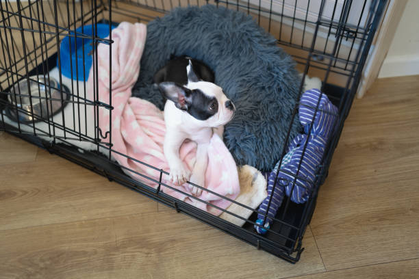 Boston Terrier puppy in a cage, crate with the door open. Her bed and blanket, plus toys and bowls can be see in the cage. Boston Terrier puppy in a cage, crate with the door open. Her bed and blanket, plus toys and bowls can be see in the cage. dog crate stock pictures, royalty-free photos & images