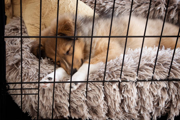 Crate Training Puppy. Sheltie sleeping on fluffy and warm bed. Winter Concept Crate Training Puppy. Sheltie sleeping on fluffy and warm bed. Winter Concept dog crate stock pictures, royalty-free photos & images