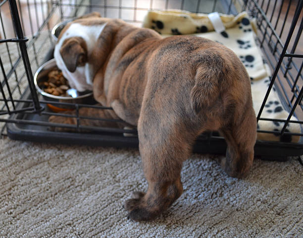 English Bulldog puppy eats in his crate An English Bulldog puppy eats in his crate, facing away with its bum pointing at the camera. dog crate stock pictures, royalty-free photos & images