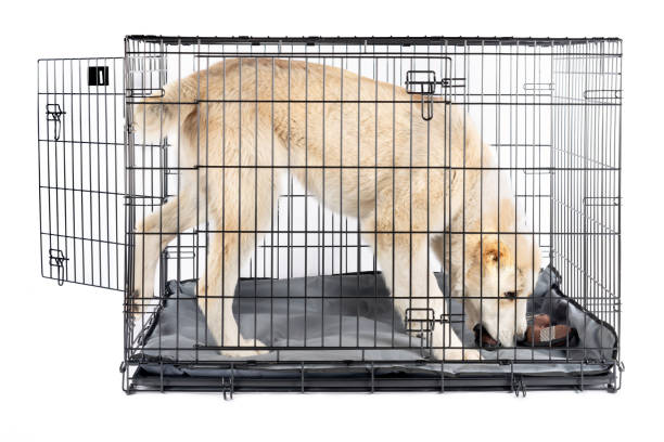 Alabai in cage isolated background Happy alabai shepherd puppy in an iron box isolated white background dog crate stock pictures, royalty-free photos & images
