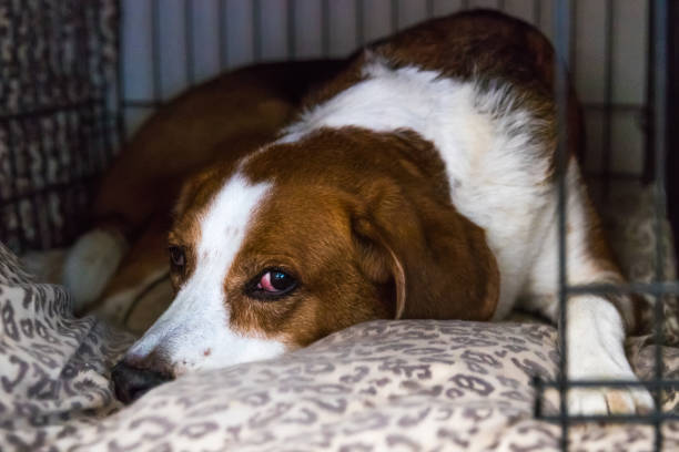 Tired Beagle mix  lying in bed. A tired beagle mix hound dog is comfortably lying in a crate on leapord print pillows. dog crate stock pictures, royalty-free photos & images