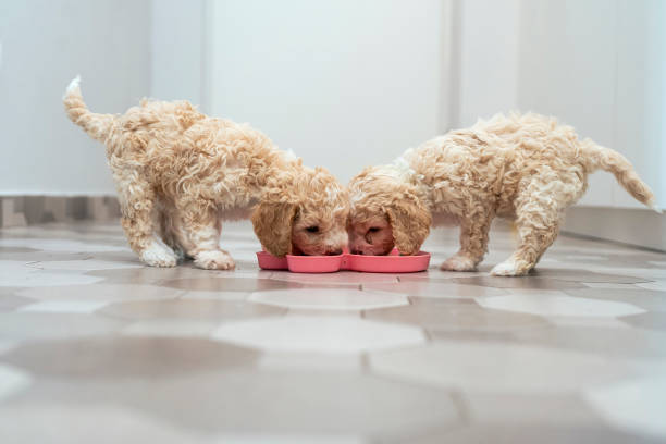 Two female puppies eating Two female puppies eating dog food meat and kibble stock pictures, royalty-free photos & images