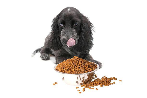 time to eat lonely dog is eating food on white background close up dog food meat and kibble stock pictures, royalty-free photos & images