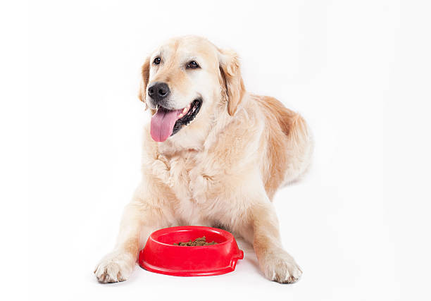 Golden Retriever with dog food Golden Retriever with dog bowl and food dog food meat and kibble stock pictures, royalty-free photos & images