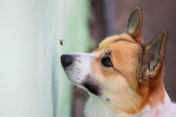funny Corgi puppy tries to catch a dangerous striped insect wasp with its nose in the garden funny Corgi puppy tries to catch a dangerous striped insect wasp with its nose in the garden dog bee stock pictures, royalty-free photos & images