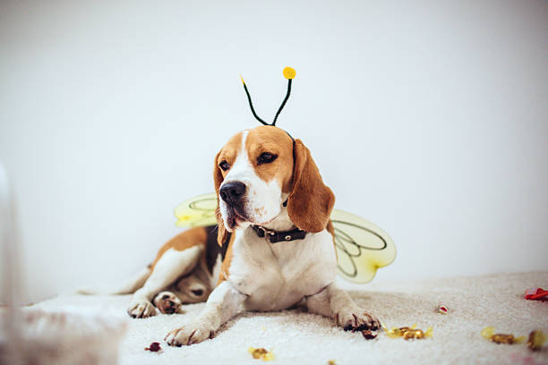 Beagle dog in a bee costume Cute little dog dressed in a bee costume for Halloween night dog bee stock pictures, royalty-free photos & images
