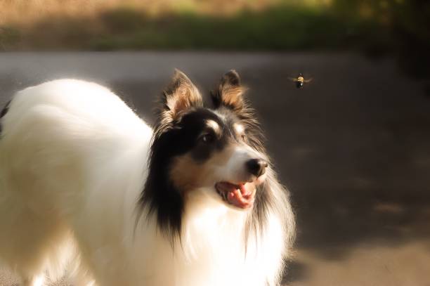 Collie with a Bumble Bee A collie staring curiously at a large Bumble Bee. dog bee stock pictures, royalty-free photos & images